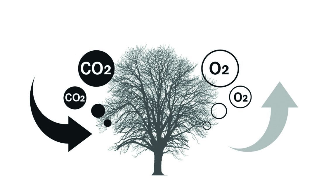 Holz ist C02 neutral CO2 Kreislauf