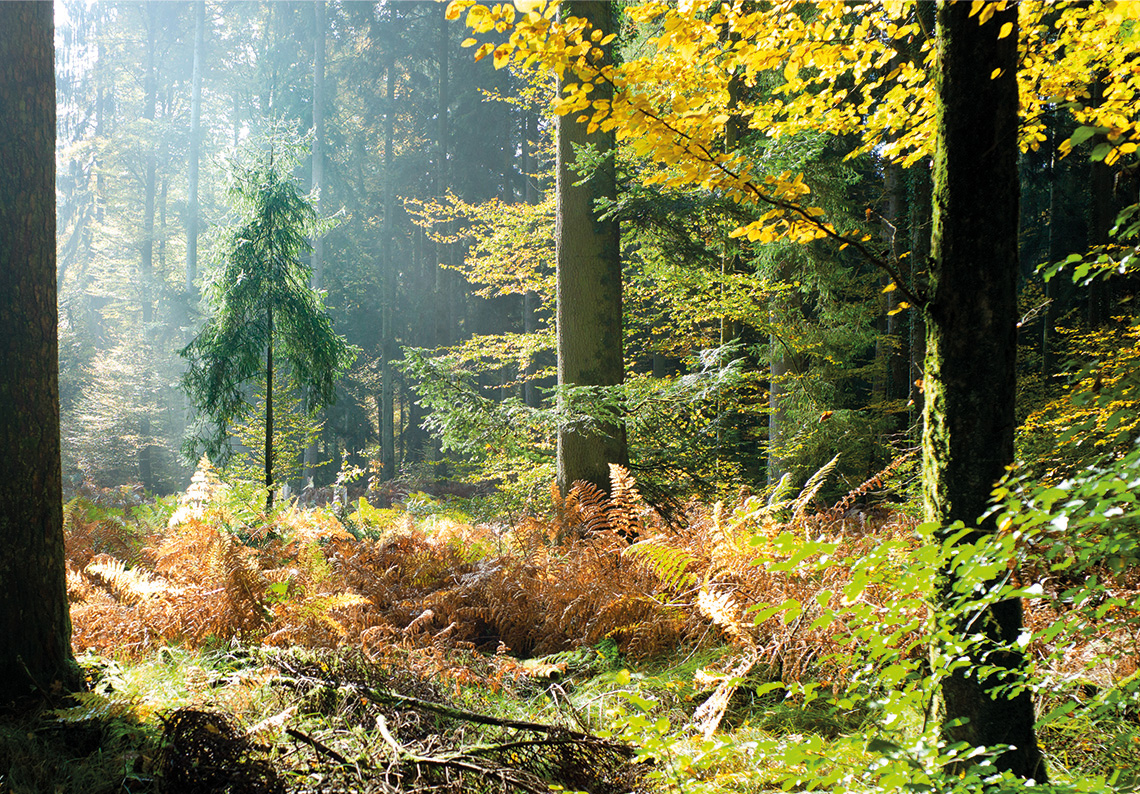 Unser Massivholz Wald